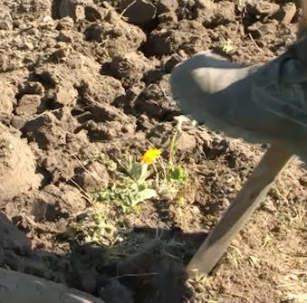 Stauder Jorden i bedet gjøres klar Stauder Jorden i bedet gjøres klar